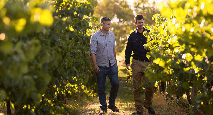 Patrick of Coonawarra vines